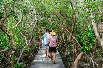 Naklejka na ściany i meble Back view of happy Asian family travel walk through on bridge wood with beautiful view of mangrove forest. Tourists refreshing and walk in the mangrove forest on vacation. Family exploring the world.