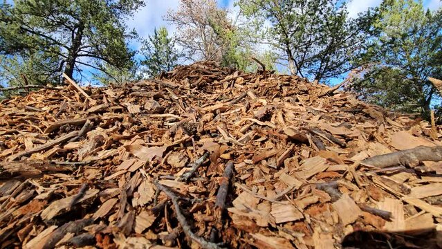 Close up wide low angle shot of oak wood chips while man in boots climbing or walking or trudging through pile.