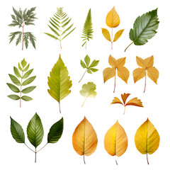 Set of tropical leaves Vector watercolor, variety, ornamental plants, transparent background