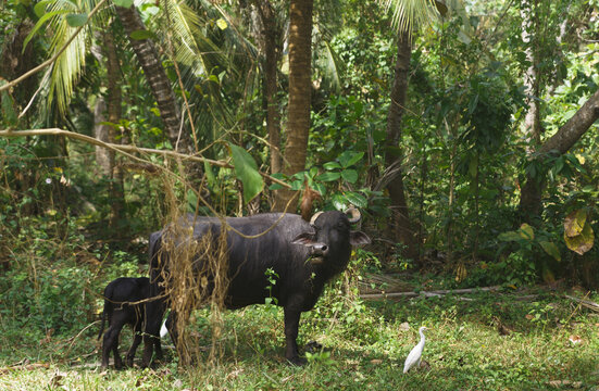 Buffaloes roam the jungles in search of food. Wild nature of Tangalle, Sri Lanka