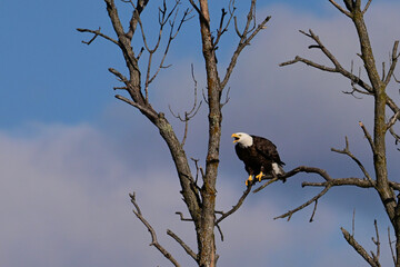 An American Bald Eagles perched in a dead tree along the edge of a river 