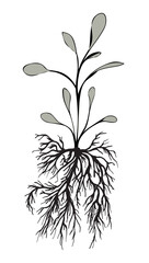 Plants with roots isolated on white. Art ink. Vector illustration. - 768904384