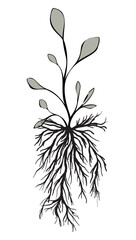 Plants with roots isolated on white. Art ink. Vector illustration. - 768904557