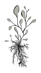 Plants with roots isolated on white. Art ink. Vector illustration.