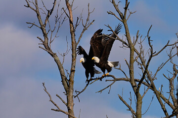 Spring scene of a mating pair of American Bald Eagles coming down to rest in a dead tree along the edge of a river