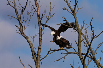 Spring scene of a mating pair of American Bald Eagles coming down to rest in a dead tree along the edge of a river
