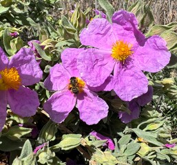 Flores en primavera con abeja cogiendo polen. Primavera en estado puro. 