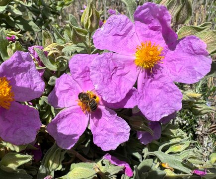 Flores en primavera con abeja cogiendo polen. Primavera en estado puro. 