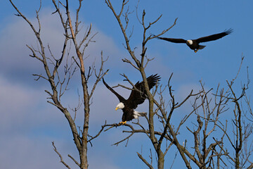 Spring scene of a mating pair of American Bald Eagles coming down to rest in a dead tree along the edge of a river