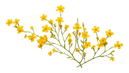 yellow autumn twig flowers isolated on transparent background cutout