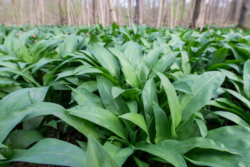 Thickets of bear's garlic. A clearing with garlic in the forest.