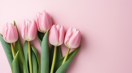 Pink tulips on a pink background