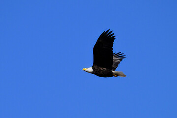 American Bald Eagle in flight with wings spread upwards