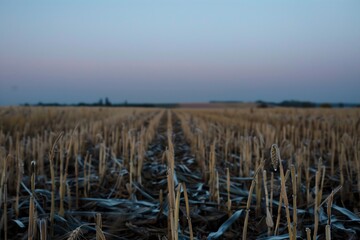 empty wheat field at dawn with dew on the remaining stubs - obrazy, fototapety, plakaty