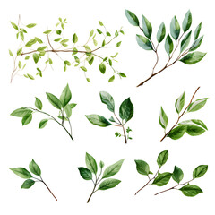 Set of creeping vines, branches and leaves, watercolor vector transparent background