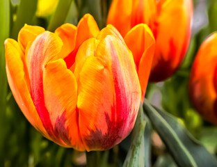 Fototapeta premium Soft Orange Tulips Close up