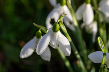 Obraz premium close up of White bell shaped flowers of Snowdrops Galanthus nivalis