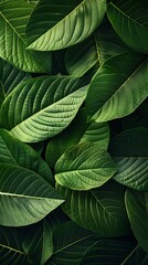 Fototapeta premium Textured Green Leaf Veins