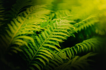 In summer, the green leaves of ferns can be found growing in the forest. Plants and nature are a beautiful combination.