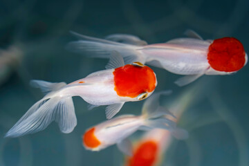優雅に泳ぐ金魚（タンチョウ）