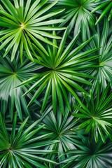 Exotic tropical forest with lush palm leaves and trees, wild plants   panoramic wallpaper
