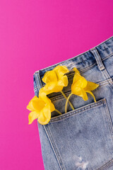 Creative spring concept made with tulip flowers in back pocket of blue jeans isolated on hot pink background. Top view, close up