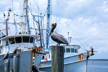 A pelican sits on a pier post overlooking the Gulf coast in Florida.  Black and silver pelican with large beak and boats in the background in focus.  Blue sky with large clouds.  - Powered by Adobe