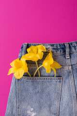 Creative spring concept made with tulip flowers in back pocket of blue jeans isolated on hot pink background. Top view, close up