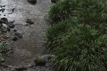 日本の田舎にある緑の植物がある自然豊かな川の景色