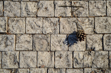 A pine cone on a stone path