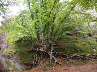 Belogradchik Rocks (Vidin Province, Bulgaria)