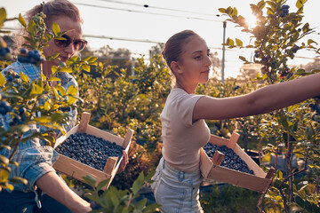 Mother and daughter picking blueberries on a family organic farm.