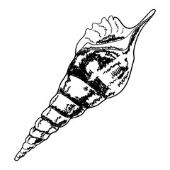 Seashell isolated on white. Modern creative line art graphics.Vector illustration. - 768918359