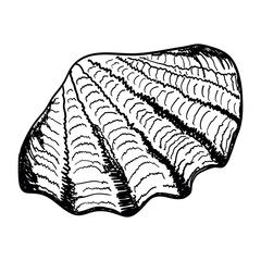 Seashell isolated on white. Modern creative line art graphics.Vector illustration.