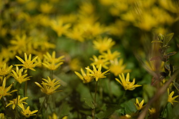 Ficaria verna leaves and flowers spring flowers background, yellow spring flowers background.