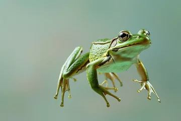 Fototapeten A green frog captured mid-leap against a clean background © Emanuel