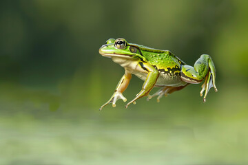 Obraz premium A green frog captured mid-leap against a clean background