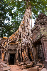 Ancient Khmer architecture. Ta Prohm temple with giant banyan tree at Angkor Wat complex, Siem...