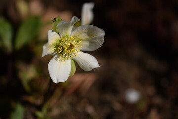 Hellebores white flower closeup on bokeh garden background, first spring flower.