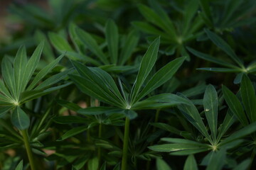 Spring green leaves of lupine (Lupinus polyphyllus) closeup, shadows leaves background.