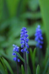 Muscari grape hyacinth blue flowers on bokeh green garden background, blue flowers spring garden background, selective focus.