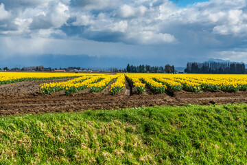 La Conner Daffodil Rows 7