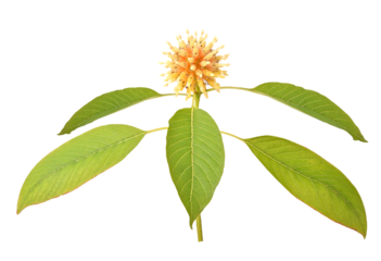 Flower Mitragyna speciosa Korth and leaves on transparent png
