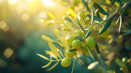 Fototapeten Golden Hour in Olive Grove, Ripe olives bask in the golden sunlight among the branches of an olive tree, capturing the essence of a peaceful Mediterranean orchard © Anastasiia
