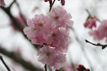 Cerisier du Japon