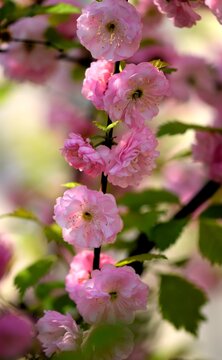 Flowering almond blossoms, blooming prunus triloba pink floral background, pink flowers background.