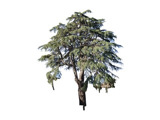 Isolated cedar tree on white background
