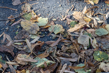 Autumn leaves on ground texture