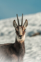Close up portrait of female alpine chamois or wild mountain goat (Rupicapra rupicapra) against...