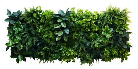 Green garden wall from tropical plants, cut out - obrazy, fototapety, plakaty
